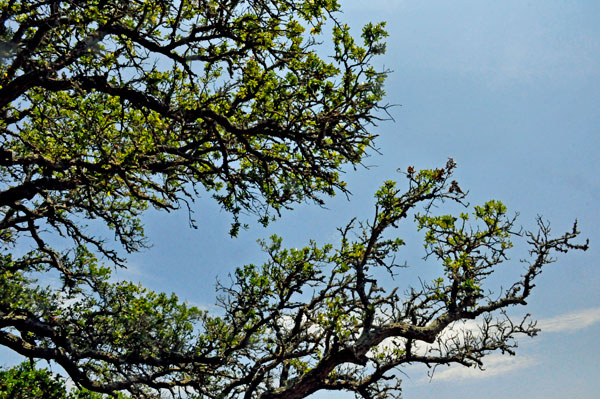 smaller tree branches